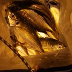 アジング練習  91