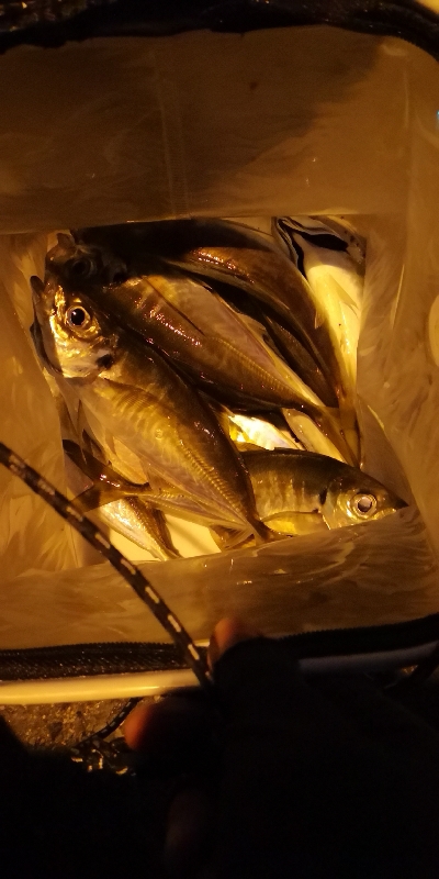 アジング練習  91