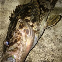 釣納めにメバル