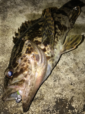 釣納めにメバル