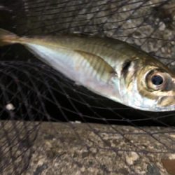 美味しいアジゲット^_^♪