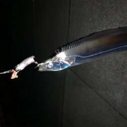 新年あけまして、タチウオ釣れました。