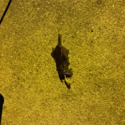 親父たちの釣行 明石編