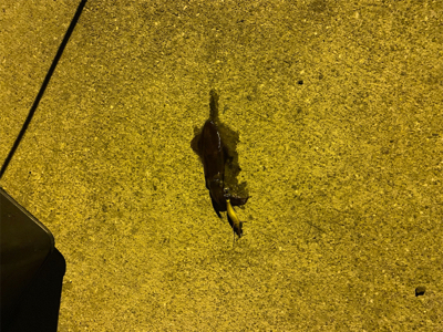 親父たちの釣行 明石編