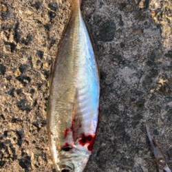 今年最初の釣り