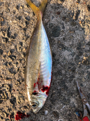 今年最初の釣り