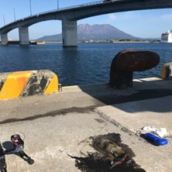 鹿児島帰省でアオリイカ  GET!