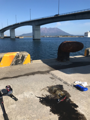 鹿児島帰省でアオリイカ  GET!