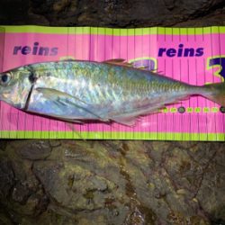 磯アジングにてデカアジ