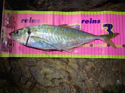 磯アジングにてデカアジ