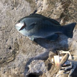 初釣り　磯フカセ