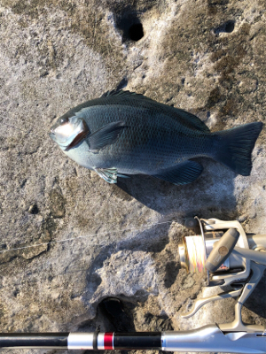 初釣り　磯フカセ