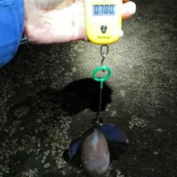 初釣りはアオリイカ