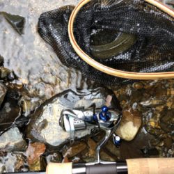 ネイティブトラウト