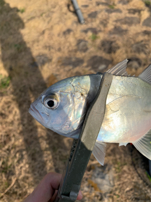 紀ノ川→食品コンビナート