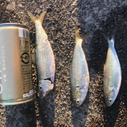 サッパとコハダ