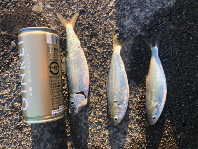 サッパとコハダ