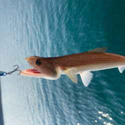 今年2回目の釣り