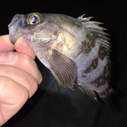 初釣りメバリング