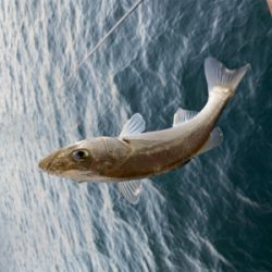 元日 エビ撒き釣行