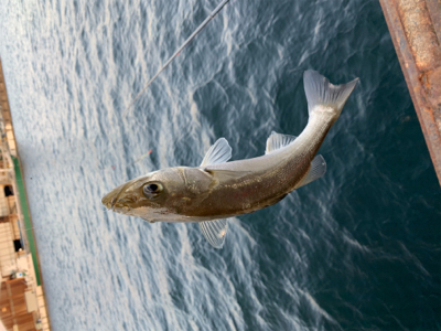 元日 エビ撒き釣行
