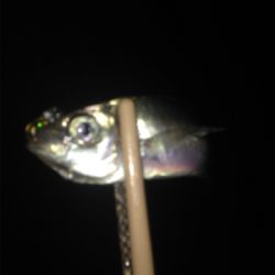 垂水漁港でアジング