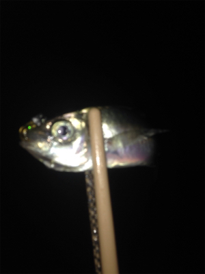 垂水漁港でアジング