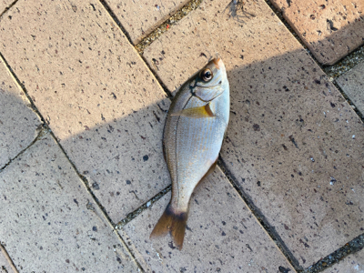 狩留家海浜公園