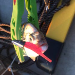 初釣行（やり直しw）