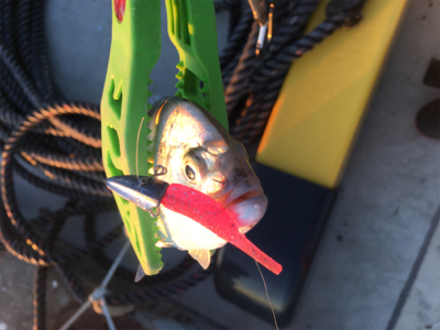 初釣行（やり直しw）