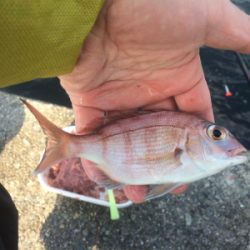 初釣りは和田防でアジ狙い