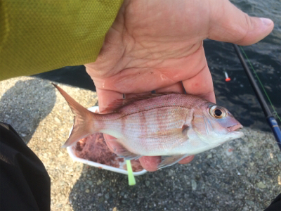 初釣りは和田防でアジ狙い