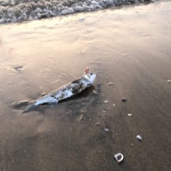 サーフ釣果(ボラだらけ)