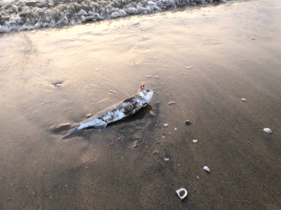 サーフ釣果(ボラだらけ)