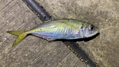 年明けアジング