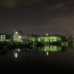 タケノコメバル①