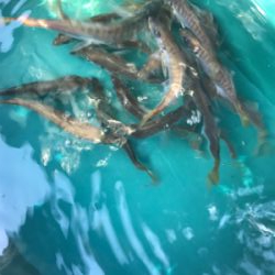 アジのちブリ狙い