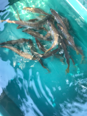 アジのちブリ狙い