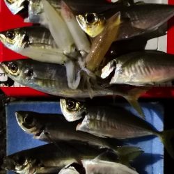 アジング練習 92