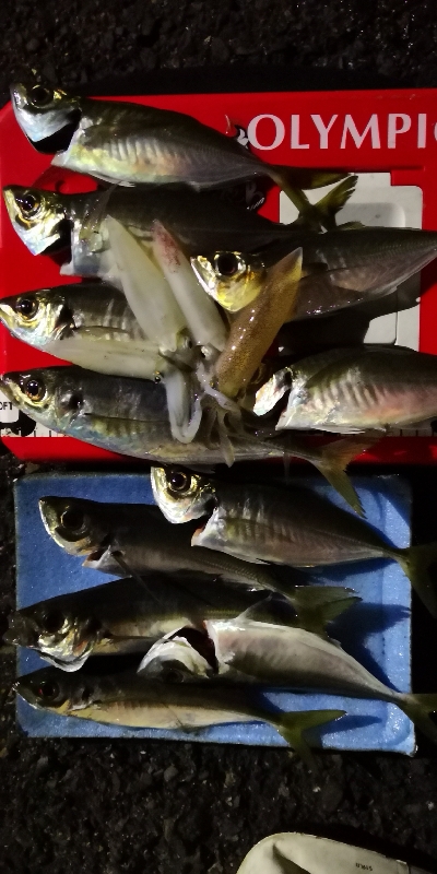 アジング練習 92