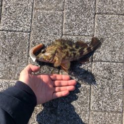 天保山 / ぶっこみ / ガシラ2匹