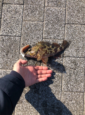 天保山 / ぶっこみ / ガシラ2匹