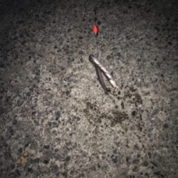 根魚カーニバル