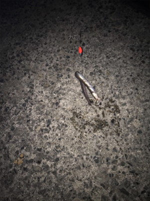 根魚カーニバル