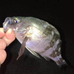 新春メバリング