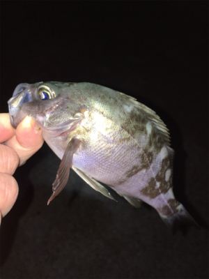 新春メバリング