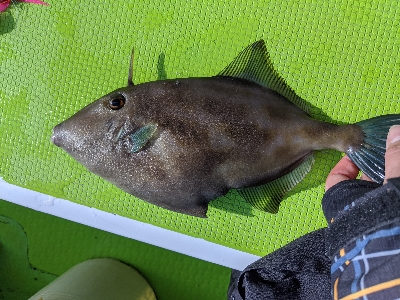 タイラバ ･ 船釣り初め