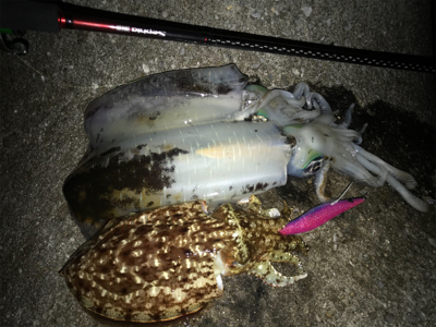 佐賀関半島がアツイです！！