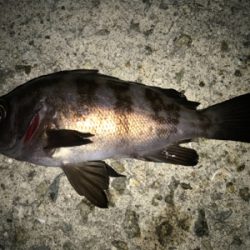 2020初釣りライトゲーム