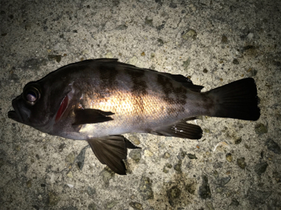 2020初釣りライトゲーム